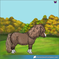 Horse Color:Liver Red Dun 