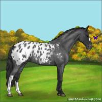 Horse Color:Blue Roan Appaloosa