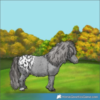 Horse Color:Black Appaloosa 