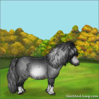 Horse Color:Gray White Spotted Brown