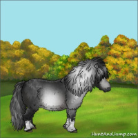 Horse Color:Gray White Spotted Brown 