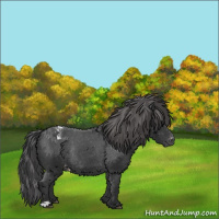 Horse Color:Black Appaloosa Rabicano 