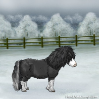 Horse Color:Black Splash 