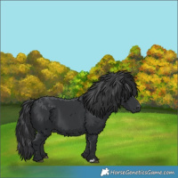 Horse Color:Black 