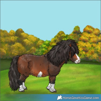 Horse Color:Bay Splash Frame 
