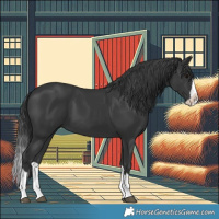 Horse Color:Black Splash 