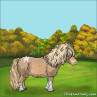 Horse Color:Chestnut Appaloosa 