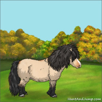 Horse Color:Bay Dun Splash 