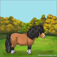 Horse Color:Bay Splash Frame