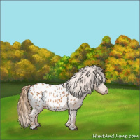 Horse Color:Chestnut Appaloosa 