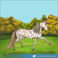 Horse Color:Chestnut Near Leopard