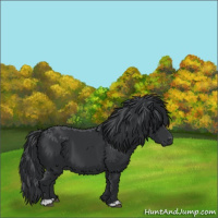 Horse Color:Black 