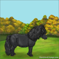 Horse Color:Black 