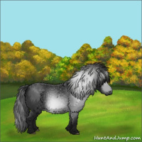 Horse Color:Gray Black 