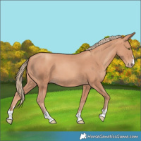 Horse Color:Gold Champagne