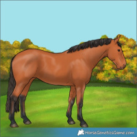 Horse Color:Bay 