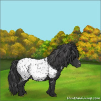 Horse Color:Black Appaloosa
