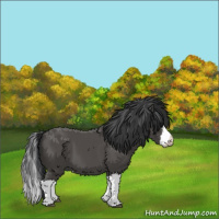 Horse Color:Black Splash 