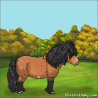 Horse Color:Bay Splash Frame 