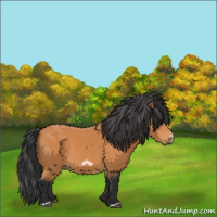 Horse Color:Bay Splash Frame