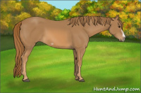 Horse Color:Chestnut Splash Frame 
