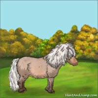 Horse Color:Silver Brown Dun Appaloosa 