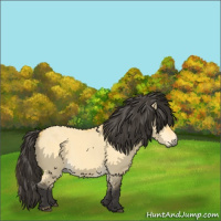 Horse Color:Buckskin Dun 