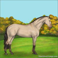 Horse Color:Bay Dun 