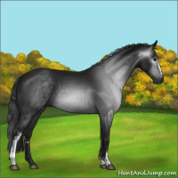 Horse Color:Gray White Spotted Black 