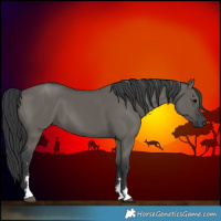 Horse Color:Grullo Sabino Rabicano