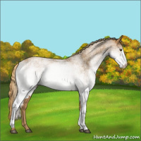 Horse Color:White Spotted Chestnut 