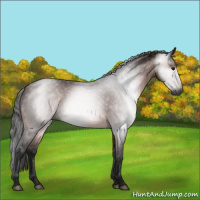 Horse Color:Gray Bay 