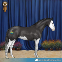 Horse Color:Smoky Black Splash 