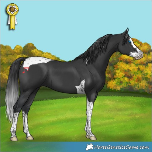 Horse Color:Black Splash Tobiano