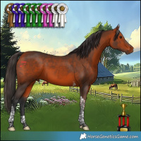 Horse Color:Bay Tobiano 