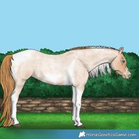 Horse Color:Red Roan Pearl Tobiano Frame 