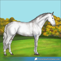 Horse Color:Gray Silver Black Sabino Rabicano 