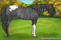 Horse Color:Black Appaloosa Rabicano 