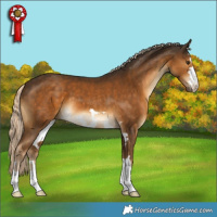 Horse Color:Chocolate Palomino 