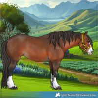 Horse Color:Brown Rabicano 