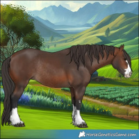 Horse Color:Brown Rabicano 