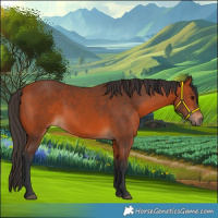 Horse Color:Bay Rabicano 