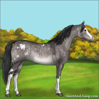 Horse Color:Platinum White Spotted Brown Dun Rabicano 