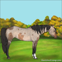Horse Color:Bay Dun  and Bay Roan Dun 