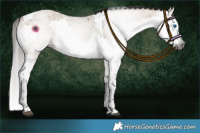 Horse Color:Gray Liver Red Dun Roan Splash Tobiano 