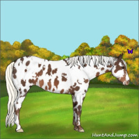 Horse Color:White Spotted Liver Chestnut Mushroom Near Leopard