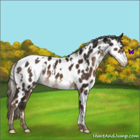Horse Color:White Spotted Liver Chestnut Mushroom Near Leopard 