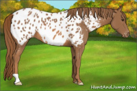 Horse Color:Chestnut Appaloosa 