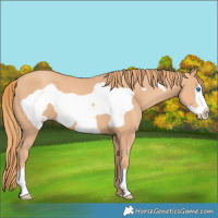 Horse Color:Gold Champagne Frame 