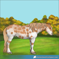 Horse Color:White Spotted Chestnut 